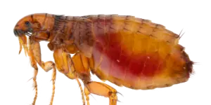 İstanbul'un En İyi Pire İlaçlama Firmasını Anlatır Görseldir.