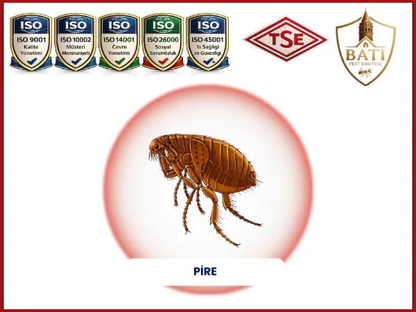 profesyonel Pire İlaçlama hizmeti